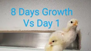 American Bresse - Growth Rate in Week 1