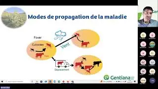 Replay webinar Gentiana PhytoLabo Comment réagir face au développement de la FCO et de la MHE ?