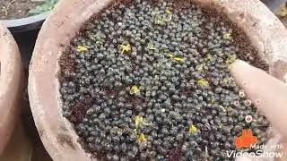 كيفية زراعه بذور البابايا