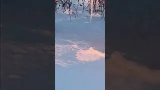 Это Биггин...
