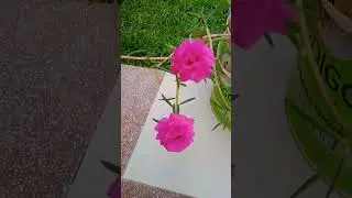 Ghadi fool, time flower