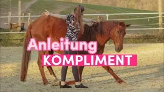 Wie ich das KOMPLIMENT beigebracht habe 🐴