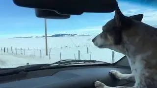 Pronghorn running down Highway 41 in Montana
