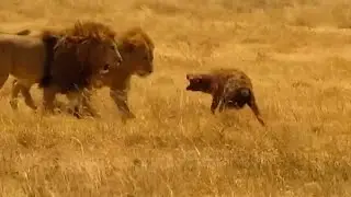 Unlucky hyena runs into the giant crater lions