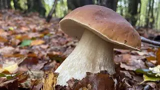 Funghi porcini tra i faggi - Ottobre 2022 - Boletus edulis perfetti