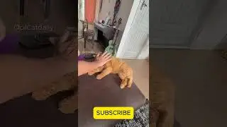 Funny Cat Moments #animalvideos #catcompilation #catlovers #