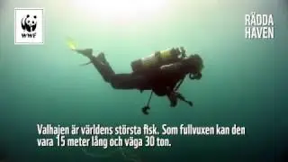 60 miljoner år i haven – snart borta?