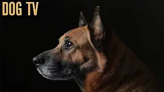 🐶 Dog TV Fun | Squirrels, Birds & Exciting Nature Sounds! 🐦