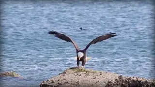 Bald Eagle (Haliaeetus leucocephalus)
