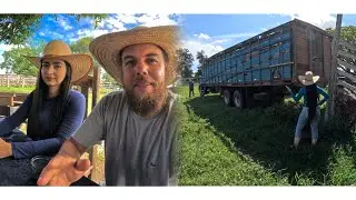 1️⃣ CAMINHÃO GADO PRO LEILÃO| VENDEU ⁉️