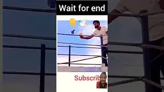 Pigeon catching technique// how to catch a pigeon 😍 #kabutar #bird #pigeon #kabootar #shorts