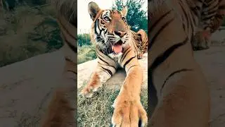 Filmed in AD: Every Tiger Stripe in Microscopic Detail! 🔍🐯