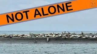 Тюлени наблюдали за нами из воды | Река Кламат впадает в Тихий океан