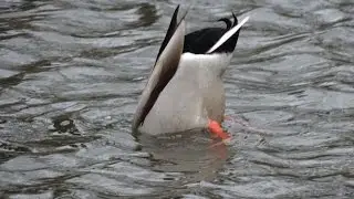 Dabbling Duck