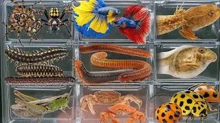 I Catching insects in the garden, I got  ,Mosquito larva, Betta fish, Beetle, Frog, Deep,Millipedes