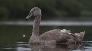 Cygnets into Swans. Week 1 to week 15.