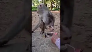 Monkey family dynamics & social bonds 🍀 #monkey #funny