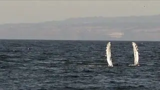 Humpback Whale pectoral fin slapping Monterey Bay video/photos
