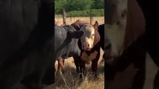 Cow Kairo roaming free&mdash;no ropes, no limits, just natural freedom.