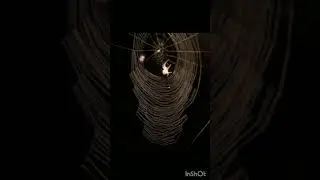 what happened when NASA sent spiders into space #shorts #youtube  #scientific #science #shapes