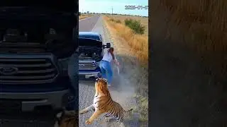 They Don't Run! How This Tribe Respects The King of Jungle 🦁🛡️