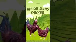 Why Rhode Island Red Chickens Are America's Favorite Backyard Breed! 🐓🇺🇸