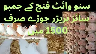 Snow White Finches Breeding Setup| Snow White Finches Kay Breeder Pair With Chicks |Asif Birds Farm