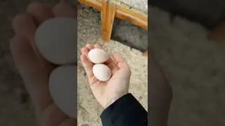 Утренний сбор яиц 🥚🐔 | Свежие яйца из курятника