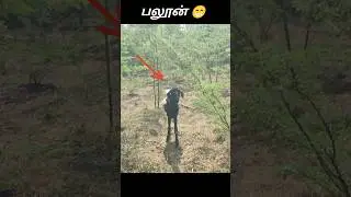 இவன் என்ன பாக்குற பார்வை பாருங்க 😳