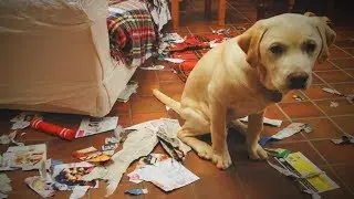 Punished Dogs 🐕🐶 Cute Dogs Reaction When Punished [Epic Life]