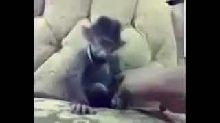 Lustiger affe zum lachen :D