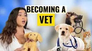 How To Become a Vet | Career Path Guide