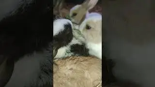 #Rabbit​ #RabbitVideo​ #CuteRabbit​ #RabbitLovers​ #RabbitCare​ #RabbitFun​#RabbitBaby​ #RabbitLife​