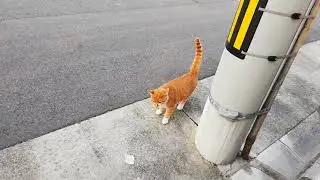 Orange tabby and white cat, talking something on road.