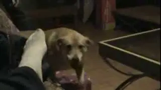 UnBoxing Portable Dog Bed!