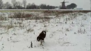 guus
