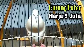 Suara Burung Puter Infory || Burung Puter Violet|| Burung Puter Hias Harga 5 Juta 😳