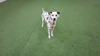 Training a Dog with Sygyt and Kargyraa