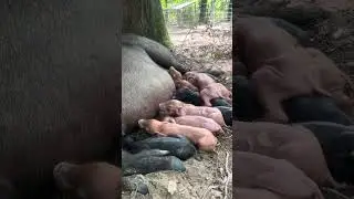 One wrong noise and these babies go CRAZY  #farmfamily #farmlife #farmjourney #pig #farm#179farms