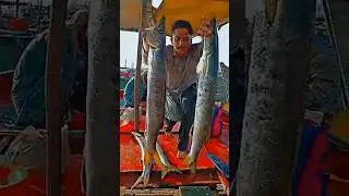Barracuda hunt 🐟💯#shorts #shortsfeed #fishing #youtubeshorts #sea #ocean #explore #foryou #fyp