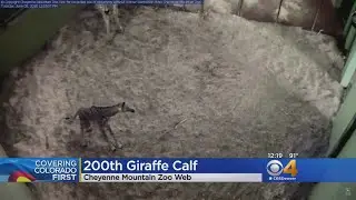 Baby Giraffe Welcomed At Cheyenne Mtn. Zoo