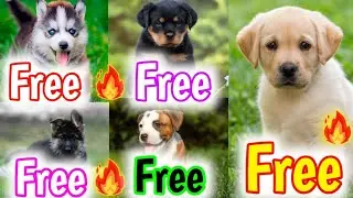 Free Adoption | Cheapest Dog Market In India | 2026 | Husky , Labra , German , Pitbull , Rott 🔥🤯🔥.//