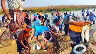 Kampur Digali bil Fishing Video || Best Public Fishing In Village River 