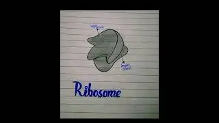 structure and diagram of ribosomes diagram #medical #biologylecture