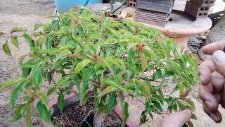 Thời điểm vàng giúp hoa giấy lên kim lên nụ chơi tết 