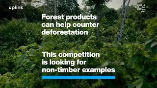 Forest products can help counter deforestation. This competition is looking for non-timber examples