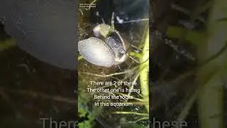 wild snail upclose