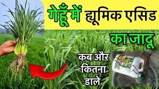 The magic of humic acid in wheat | Humic acid uses in wheat | gehu ki kheti