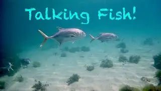 Crevalle Jack Vocalizing Underwater, La Ventana Bay, BCS, Mx
