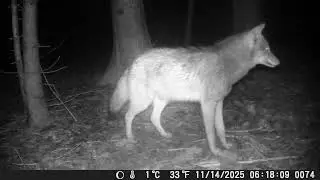 Wildlife Wednesday 5 Min Trail Cam Footage #wildlife #trailcamfootage